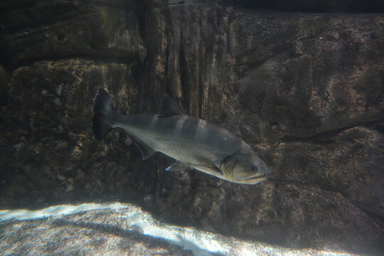 Solo Tambaqui Fish Swimming in Aquarium Setting