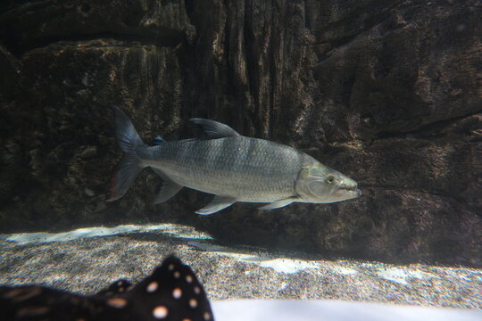 Hydrocynus Vittatus Underwater Shot With Rocks and Sand