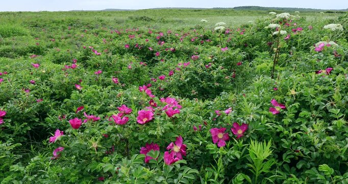 野付半島のハマナス