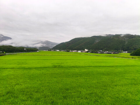 Green Rice Fields and Misty Mountains in Toyo on Shikoku Henro Pilgrimage Route, Kochi, Japan 2026