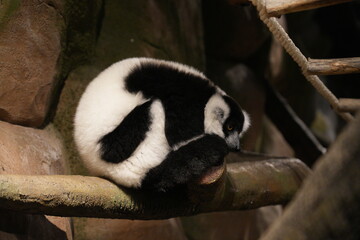 Naklejka premium Sleeping Ruffed Lemur Varecia Variegata in Natural Habitat
