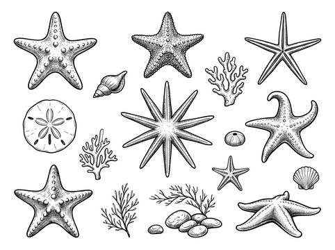 Black ink starfish and seashell sketch icons, isolated on white background, tropical ocean collection