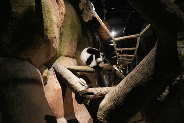 Naklejka premium Resting Ruffed Lemur Exotic Animal Conservation Habitat