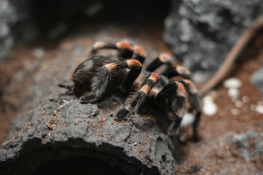 Mexican Fireleg Tarantula Close Up Shot on Wood
