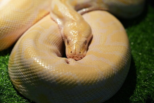 Albino Ball Python Close Up Exotic Pet Snake