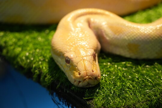 Albino Ball Python Resting on Green Surface Close Up View