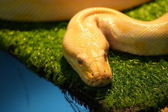 Albino Python on Green Background Close Up