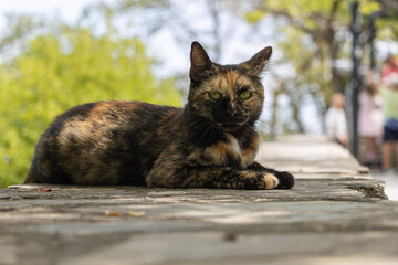 Tortoiseshell cat resting on a stone wall outdoors in a park © Dimitar