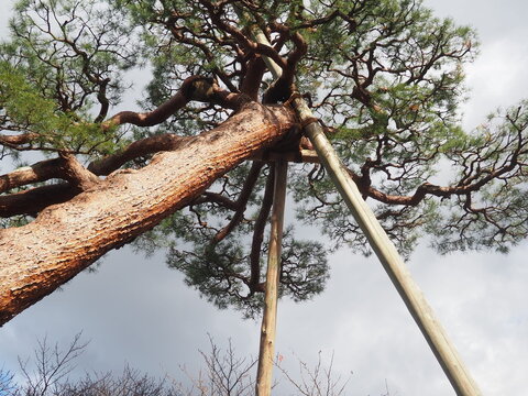 庭園の松の木を下から見る
