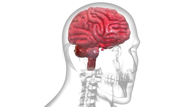 Central Organ of Human Nervous System Brain Anatomy Animation Concept