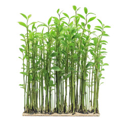 Obraz premium A small container holds a group of vibrant green bamboo plants, isolated on transparent background