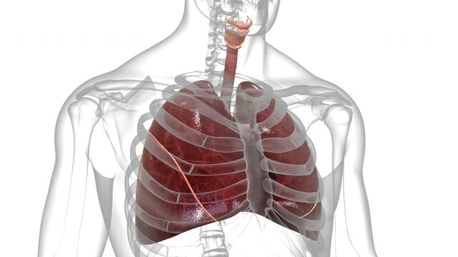 Human Respiratory System Lungs Anatomy Animation Concept