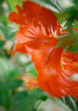 The pistil, including the anthers and pollen grains of the stamen, are the elongated extensions of the hibiscus flower