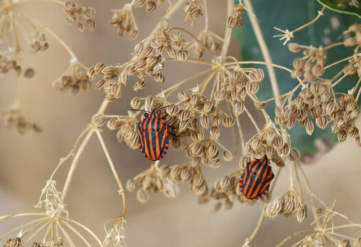 Two rare Striped Shieldbug, Graphosoma italicum, on a hemlock plant.