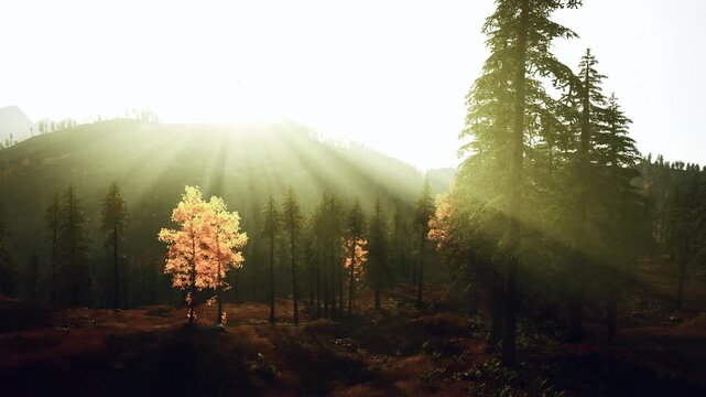 dawn light pouring through tall pines with solitary golden tree glowing in misty clearing, long ridge shadows and soft lens flare create cinematic haze and warm