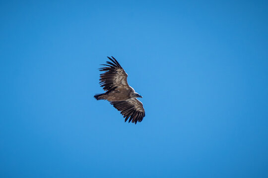 A Eurasion Griffon vulture soaring high above the Pyrenees mountains in France
