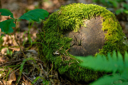 Macro view of fresh green moss growing on a round tree stump in forest