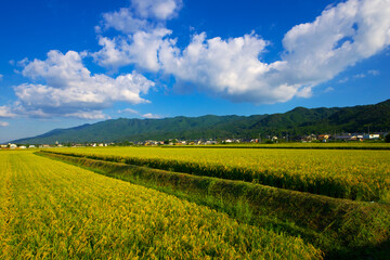 Fototapeta premium 福岡県 耳納連山を背景に農村風景