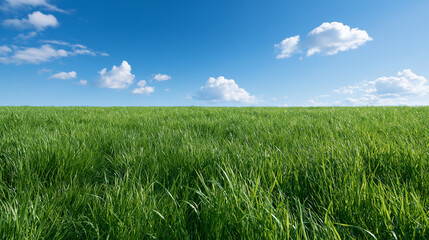 Obraz premium Vibrant green grass field stretches under a bright blue sky with fluffy white clouds. Ideal background for environmental conservation campaigns.