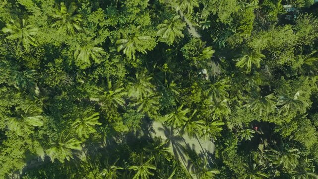 4K Drone Aerial View of Tourists Riding ATVs Near Mayon Volcano Philippines. exciting off-road adventures, lush green countryside, and tropical coconut palm groves