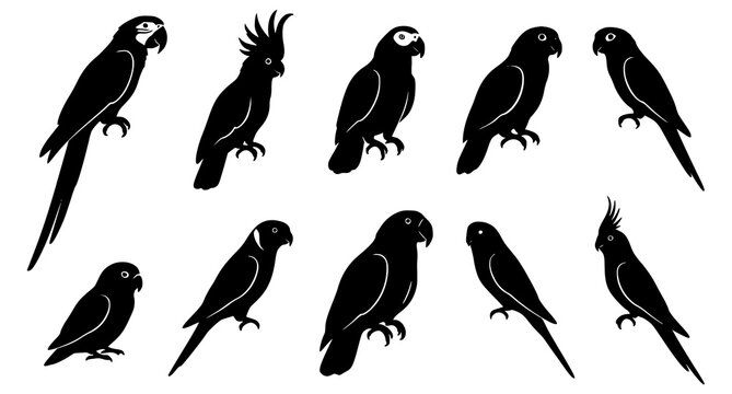 10 Different Parrot Species Silhouette Vector Set with Exotic Tropical Bird Shapes