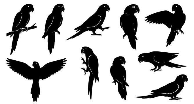 10 Parrot Silhouettes Vector Set with Perching Flying and Tropical Bird Poses