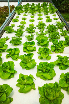 Hydroponic farming and modern agriculture concept with fresh green butterhead lettuce growing in rows on white foam beds in greenhouse for clean organic salad production and agribusiness.