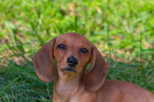 Head of a shorthaired dachshund puppy