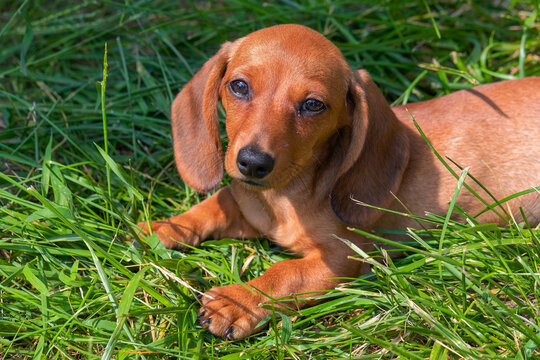 Head of a shorthaired dachshund puppy