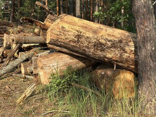 Fototapeta premium Large cut tree trunks stacked in a sunny forest clearing. Green grass and weeds grow around the brown timber, showing fresh logging, harvesting, and natural wood production for the timber industry.