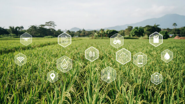 Smart farming field with iot sensors and connected house icons over green crops