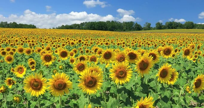 北竜町のひまわり畑