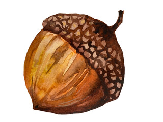 Naklejka premium Large acorn with brown cap isolated on transparent background