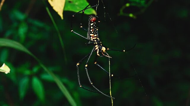 Giant wood spider nephila pilipes moving on the web.