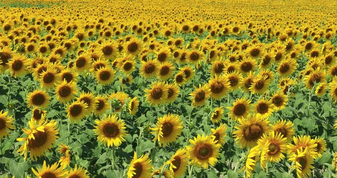 北竜町のひまわり畑