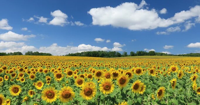 北竜町のひまわり畑