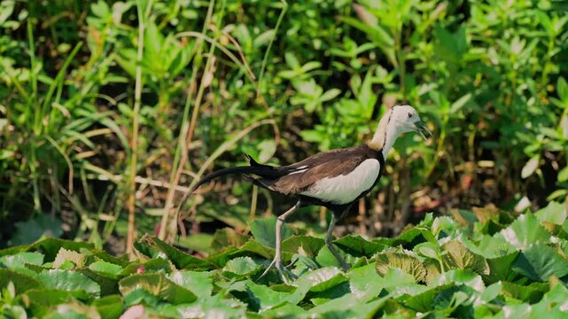 Pheasant tailed jacana calling the baby chicks.