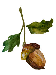 Oak branch with two green leaves and an acorn isolated on transparent background © Volodymyr