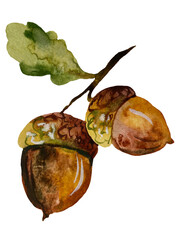 Oak branch with one green leaf and two acorns isolated on transparent background © Volodymyr