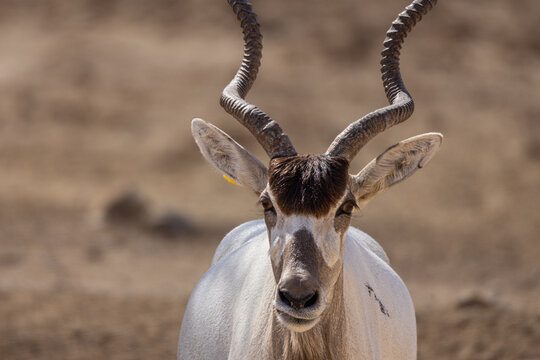 Arabian oryx (Oryx leucoryx) photographed in a desert environment near Eilat, Israel, showing its distinctive long curved horns, white coat and facial markings.