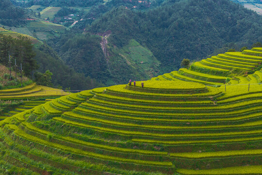 Farmers walking on lush green rice terraces in Vietnam