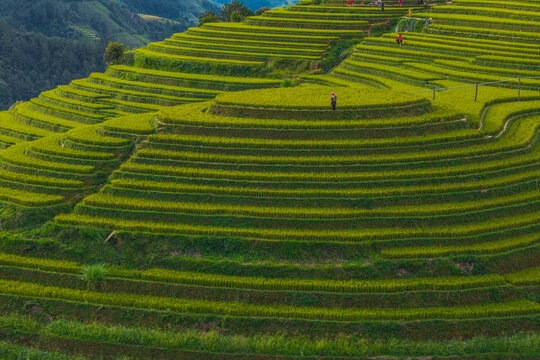 People working on vibrant green terraced rice fields