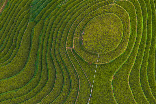 Lush green terraced rice paddies from above