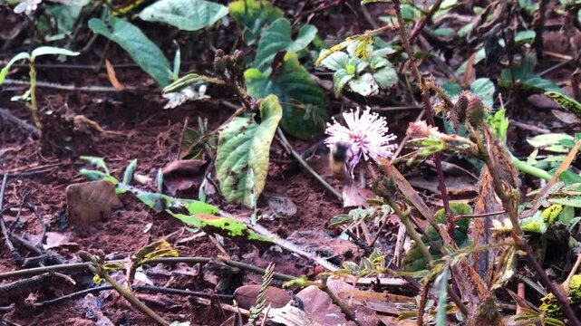 Bee drinking nectar from a purple flower growing in wild ground. Detailed nature scene showing pollinator activity, plant diversity, and ecological relationships in outdoor habitat.