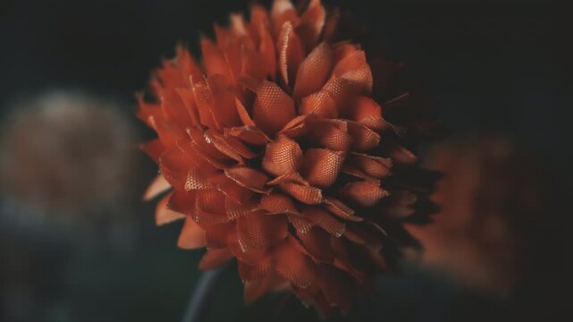 Fake plastic orange drumstick flower Craspedia globosa vintage colour pull look close up stock footage