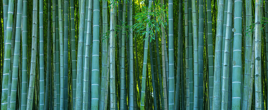 Bamboo forest creating tranquil natural background