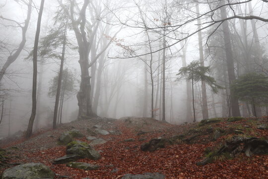 Misty autumn forest landscape with tall trees and red fallen leaves