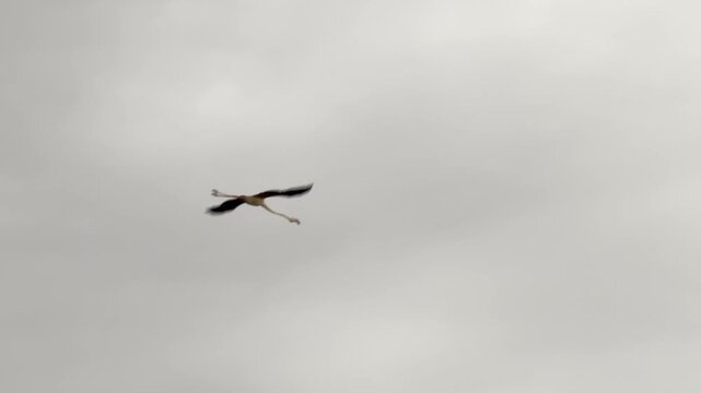 A common flamingo (Phoenicopterus roseus), flying alone and flapping its wings against a cloudy sky during migration