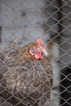 Portrait of a chicken behind wire mesh fence in a coop