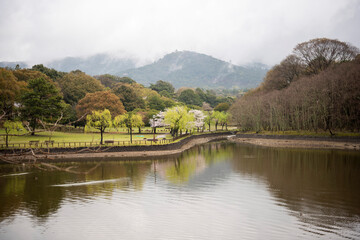 Fototapeta premium 池のある公園